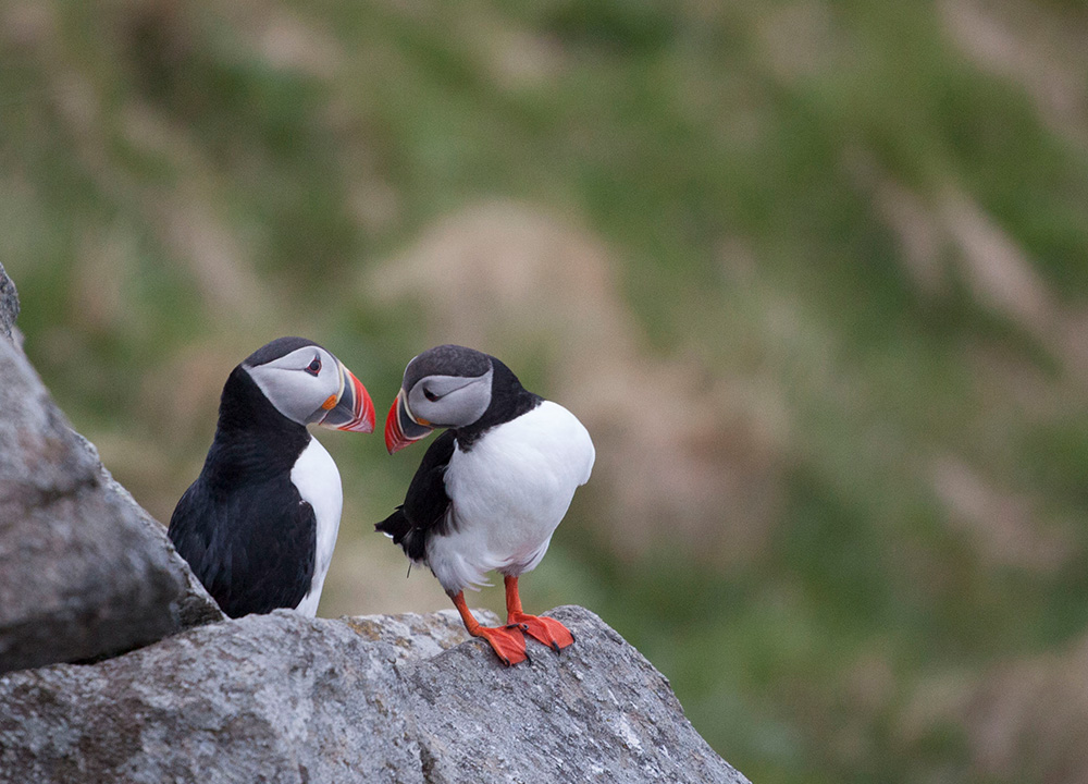 batturer-lundefugl-runde